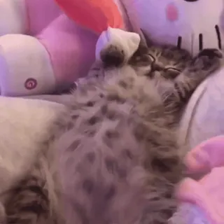 💗 445834eb cat, kitten, sleeping, cute, pet, animal whatsapp sticker