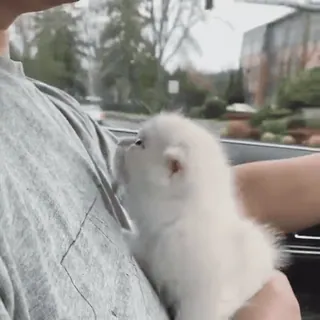 🤗 4588981f puppy, dog, white, cute, pet whatsapp sticker