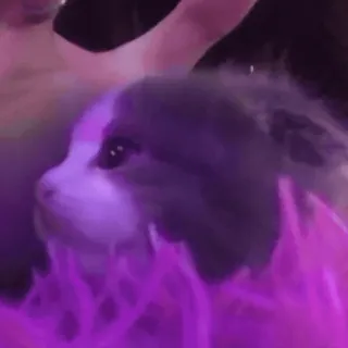 🌟 7e14be2a dog, pet, animal, portrait, cute whatsapp sticker