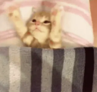 😴 9271af30 cat, kitten, animal, cute, pet whatsapp sticker