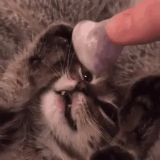 🐱 dda613c4 cat, kitten, cute, animal, pet whatsapp sticker