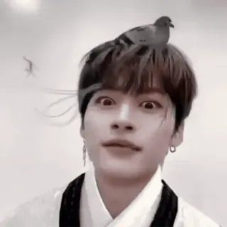 🚕 8be934c6 man, asian, pigeon, bird, head, korean whatsapp sticker