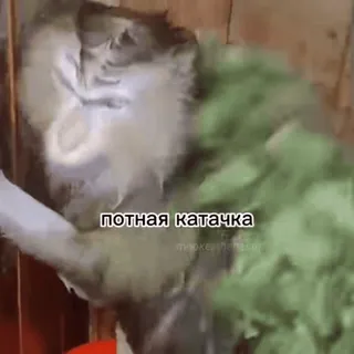 🥵 342b7711 потная катачка chat, drôle, animal, mème, russe whatsapp sticker