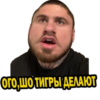 😱 d6d465b6 ОГО,ШО ТИГРЫ ДЕЛАЮТ telegram sticker