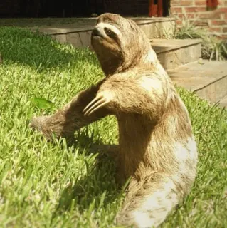 🦥 044e4db9 sloth, animal, cute, nature, wildlife telegram sticker