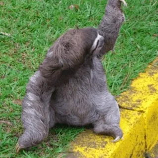 🦥 058d1d14 sloth, animal, slow, cute, tree telegram sticker