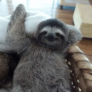 🦥 2b96bb92 sloth, animal, cute, mammal, slow, lazy telegram sticker