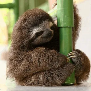 🦥 3224cd3c sloth, animal, cute, wildlife, mammal, tree telegram sticker