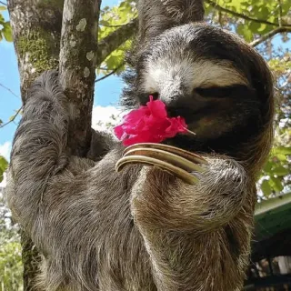 🦥 37a83efd sloth, animal, flower, tree, cute, nature telegram sticker