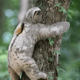 🦥 3ee09bdb sloth, tree, animal, nature, mammal, wildlife telegram sticker