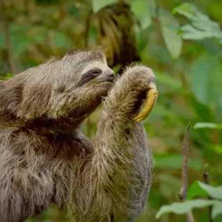 🦥 644df449 sloth, animal, banana, wildlife, cute telegram sticker