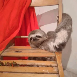 🦥 917e535b sloth, animal, cute, lazy, chair telegram sticker