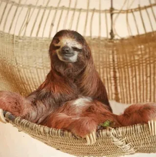 🦥 aa97936e sloth, animal, lazy, hammock, cute telegram sticker