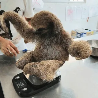 -Sloth🦥 [@BIueDaisy] whatsapp stickers