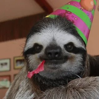 🦥 cd1a99e7 sloth, animal, birthday, party, cute, celebration, hat telegram sticker