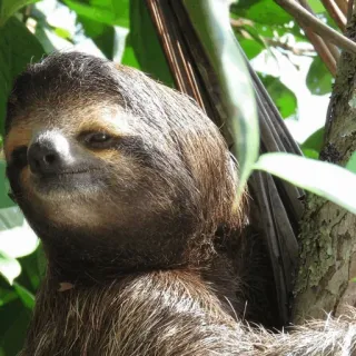 🦥 d8ce27a6 sloth, animal, tree, wildlife, mammal, lazy telegram sticker