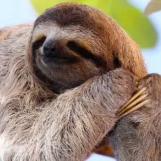 😐 20499365 perezoso, animal, lindo, naturaleza, perezoso telegram sticker