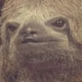 😐 6a07f2a9 perezoso, animal, lindo, gracioso, mamífero, perezoso telegram sticker