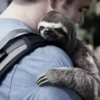 ❤️ 7ffcd1a1 perezoso, animal, lindo, lento, mochila telegram sticker