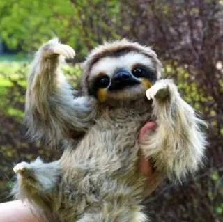 🙂 8887228c perezoso, animal, lindo, mamífero telegram sticker