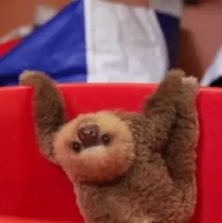 🙃 a06a2df5 perezoso, animal, lindo, lento, divertido, adorable, mamífero telegram sticker