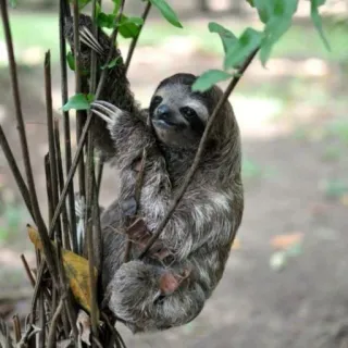 😐 ae80d603 perezoso, animal, árbol, lindo, fauna, naturaleza telegram sticker