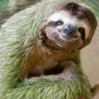 🙂 b6dfd3df perezoso, animal, lindo, lento, fauna, mamífero telegram sticker