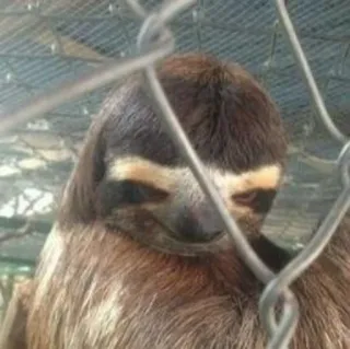 😈 e6c00164 perezoso, animal, lindo, fauna, mamífero, perezoso telegram sticker