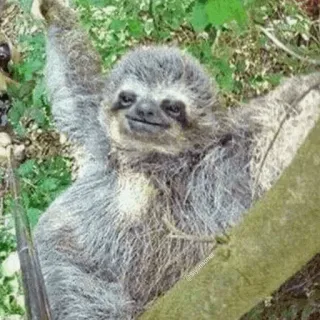 💤 522f2e0c 树懒, 动物, 树, 可爱, 野生动物, 自然 telegram sticker