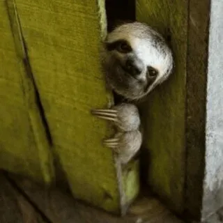 💤 a249558d 树懒, 动物, 可爱, 搞笑, 树, 懒惰 telegram sticker