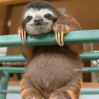 💤 cf87d602 树懒, 动物, 可爱, 野生动物, 懒惰, 慢, 自然 telegram sticker