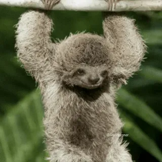 💤 d7cf0c56 @Stylinsoner 树懒, 动物, 可爱, 树, 搞笑 telegram sticker