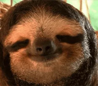 💤 f076693e 树懒, 动物, 可爱, 懒惰, 哺乳动物, 慢, 毛茸茸 telegram sticker