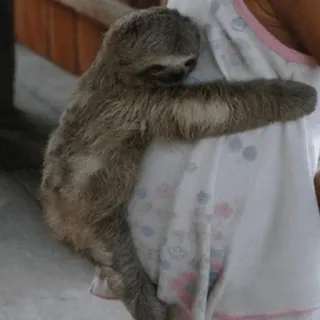 💤 fceb1bd3 树懒, 动物, 可爱, 慢, 哺乳动物, 野生动物 telegram sticker