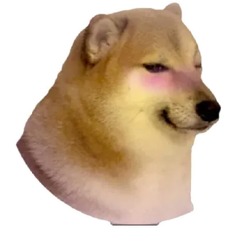 😁 4875de19 Doge doge, chien, mème, animal, mignon telegram sticker