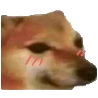 😁 6d5e24d6 chien, mème, Cheems, animal telegram sticker