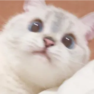 😁 4ca57a04 kucing, hewan, peliharaan, imut, kucing putih whatsapp sticker