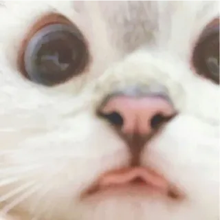 😁 7efd57e2 kucing, imut, binatang, hewan peliharaan, putih, wajah, hidung, mata whatsapp sticker