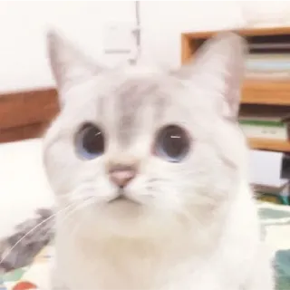 😁 820b95ff kucing, imut, binatang, hewan peliharaan, mata, hewan peliharaan, mamalia, felidae whatsapp sticker