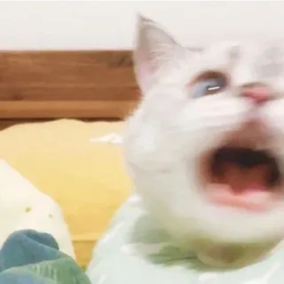 😁 8911757d kucing, hewan, mulut terbuka, meme whatsapp sticker