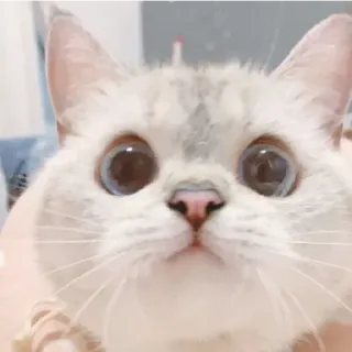 😁 8dc2d0d4 kucing, hewan, peliharaan, imut, anak kucing, mata besar whatsapp sticker