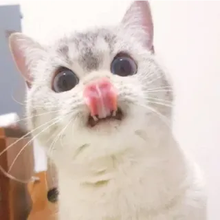 😁 d19e7a41 kucing, hewan, menjilat, imut, hewan peliharaan whatsapp sticker