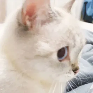 😁 fcea8cfe kucing, hewan peliharaan, binatang, kucing putih, mata biru whatsapp sticker