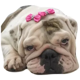 ⚪️ 6909e41f chien, bouledogue, animal, animal de compagnie, mignon, nœud, chiot, animal domestique whatsapp sticker