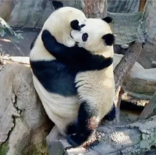 🤨 3c9e04a2 팬더, 포옹, 동물, 귀여운, 애정, 우정, 포유류 telegram sticker