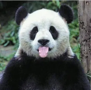 🙄 970f4c56 팬더, 동물, 귀여운, 혀, 웃긴 telegram sticker