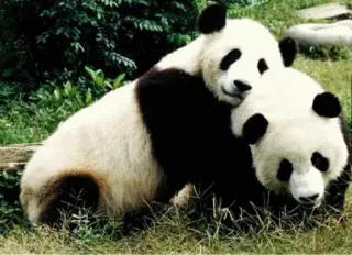 🤪 cd86e47a 팬더, 동물, 귀여운, 껴안기 telegram sticker