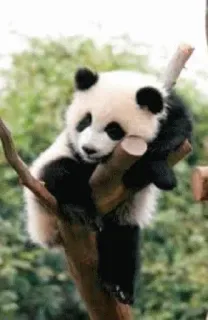 🙁 fc8f41a8 판다, 귀여운, 동물, 곰, 나무, 자연 telegram sticker