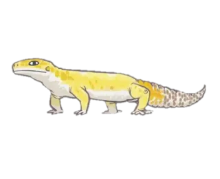 😑 4c4af1ed luipaardgekko, geel, huisdier, dier, hagedis, reptiel telegram sticker