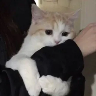 🚬 d726b6f4 Katze, Kätzchen, süß, Haustier, Tier telegram sticker